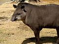 Tapir.jpg